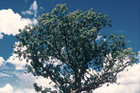 North Australia - Affenbrotbäume
