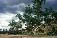 Central Australia 