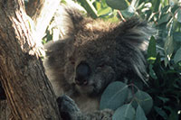 Australia - Melbourne