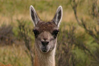 Parque National Torre del Paine - in Chile