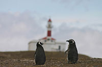 Chile - Punta Arenas - NP Isla Magdalena