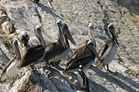 Peru - Paracas