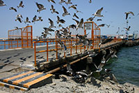 Peru - Paracas