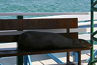 Nach einem zwei stündigen Flug von Quito noch Baltra (Galapagos) warten wir geduldig auf unser Boot. Die Zeit wurde durch die ulkigen Seelöwen verkürzt