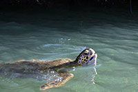 Galapagos - Meeresschildkröte in der Mangrovenbucht von Calet Tortuga Negra