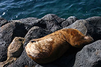 Galapagos - Insel Seymour Norte mit ihren schwarzen Lavafelsen, den Seelöwen ...