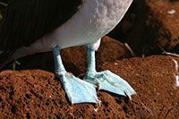 Galapagos - Blaufusstölpel - Blue Footed Booby