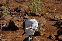 Galapagos - Der 1.5 km lange Rundweg führt uns über die steinige, flache und windige Insel zu den Blaufuss-Tölpeln