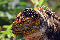 Galapagos - Landleguan auf der Insel Seymour Norte