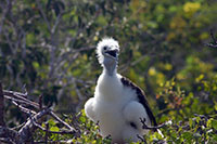 Galapagos - Baby Prachtfregattvolel mit punkigem Flaum