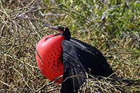 Galapagos - männlicher Prachtfregattvogel
