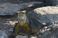 Galapagos - Landleguan auf Plaza Sur