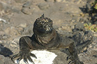 Galapagos - Meerechse beim Sonnenbaden