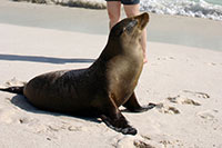 Galapagos - Seelöwen an der wunderschönen Gardner-Bucht