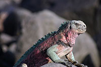 Galapagos - Meerechsen - Marine Iguana