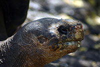 Galapagos - Riesenschildkröten können bis zu 350kg schwer und 200 Jahre alt werden