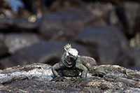 Galapagos - Mariguana auf Sombrero Chino