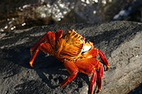 Galapagos - Rote Küstenkrabbe