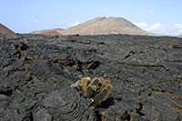 Galapagos - Lavakaktus im 100 Jahr jungen Lavaausfluss in der Sullivan Bay