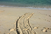 Galapagos - Meeresschildkröten-Strand an der Playa de las Bachas