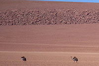 Chile - Geysire el Tatio - Besonders schön ist die anschliessende Rückfahrt