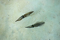 Malediven - Vilamendhoo 2011