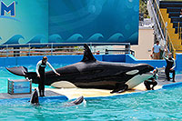 Miami - Seaquarium