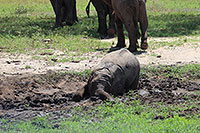 Tansania - Tarangire National Park