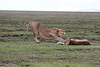 Tansania - Serengeti NP