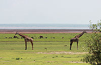 Tansania - Lake Manyara NP