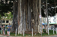 Hawaii - Oahu - Banyan Tree