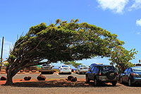 Hawaii - Kauai - Parkplatz Allerton Garden