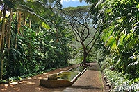 Hawaii - Kauai - Allerton Garden
