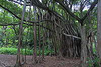 Hawaii - Maui - Kipahulu Trail