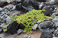 Hawaii - Maui - Nakalele Blowhole