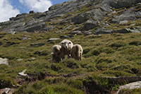 Wallis - Gommer
