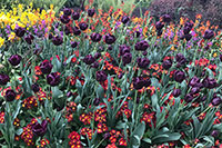 London - St. James's Park