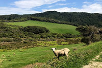 Neuseeland - Wharariki Beach via Dune