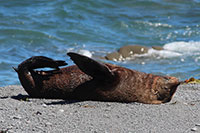 Neuseeland - Cape Palliser - The Fur Seal Colony