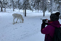 Reindeer Farm
